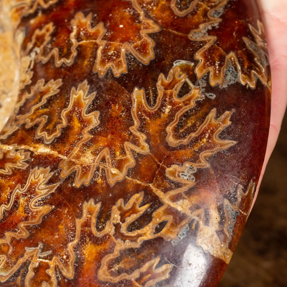 Ammonite Cleoniceras