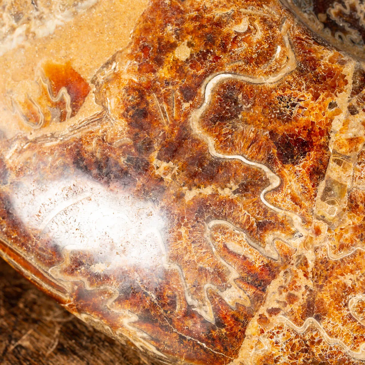 Ammonite Cleoniceras