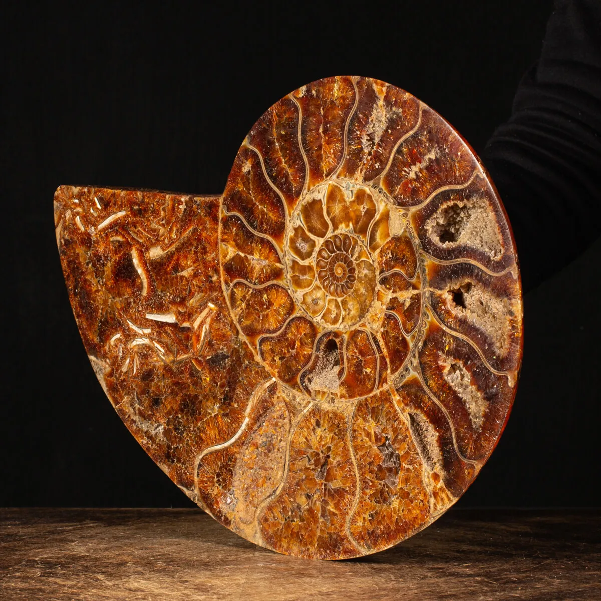 Ammonite Cleoniceras