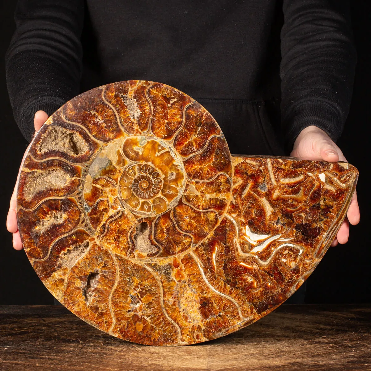 Ammonite Cleoniceras
