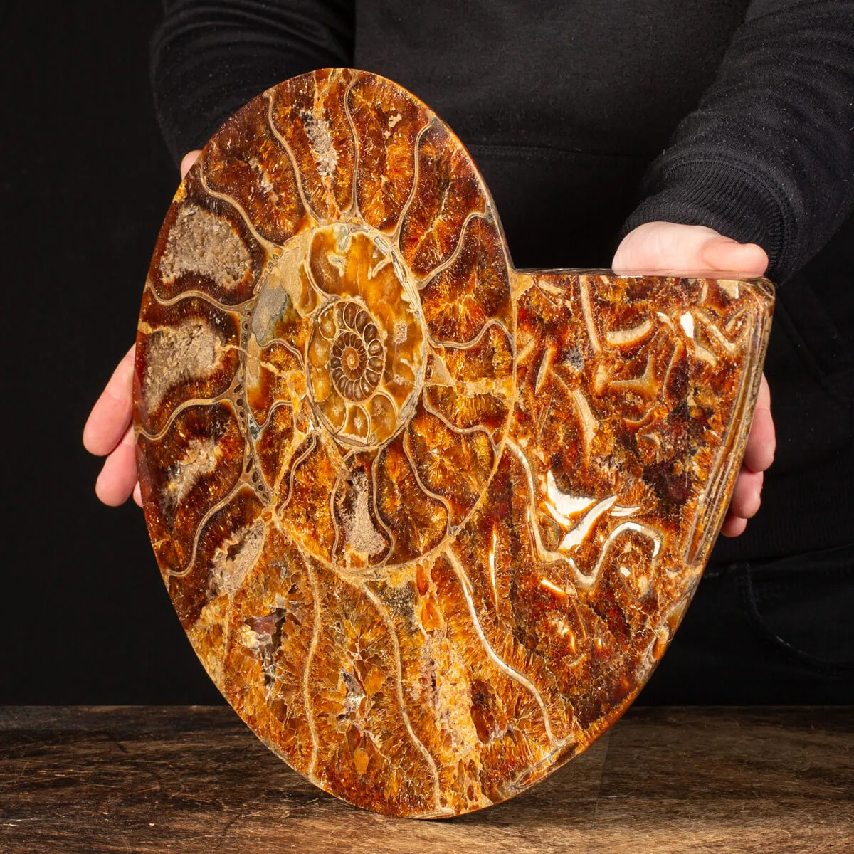 Ammonite Cleoniceras