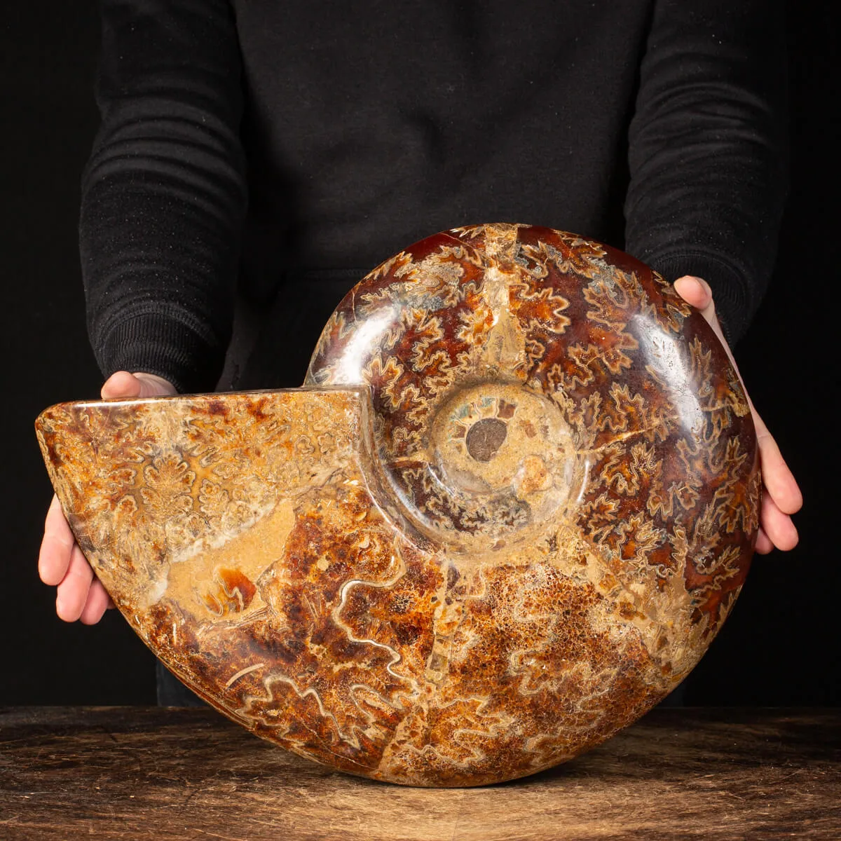 Ammonite Cleoniceras