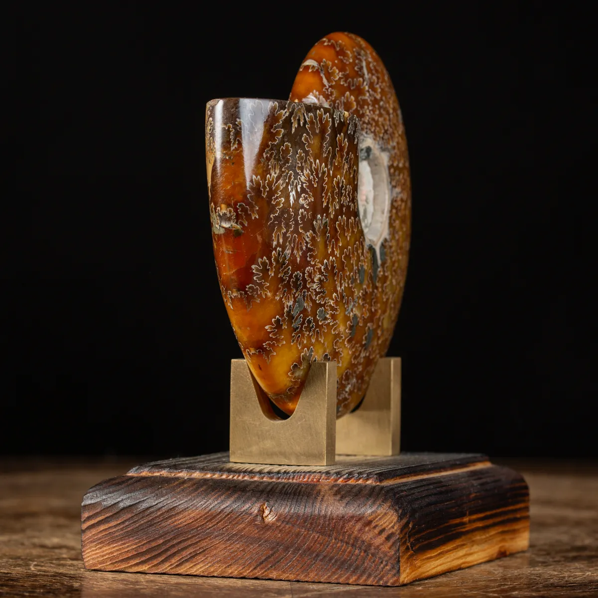Ammonite Cleoniceras