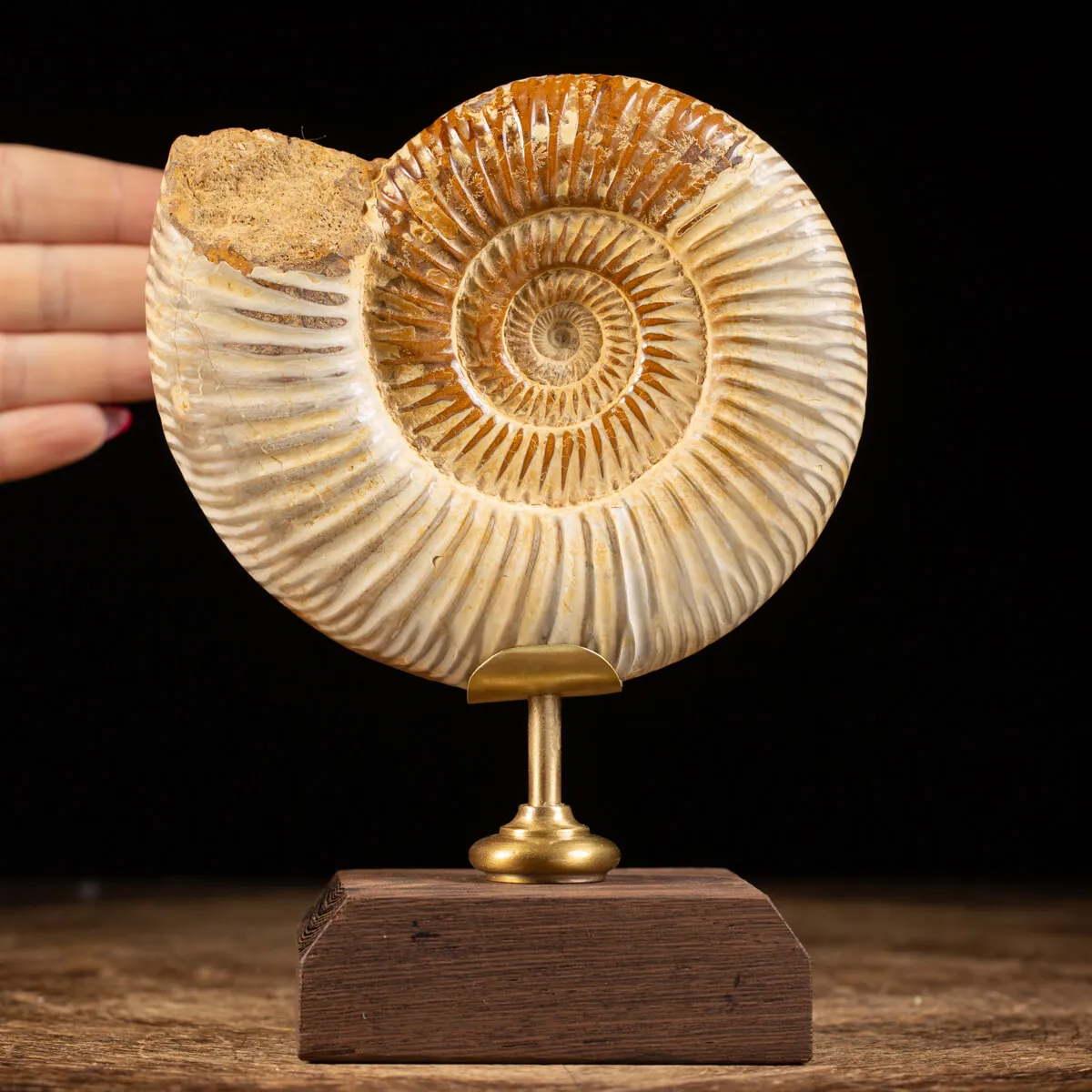 Ammonite Douvilleiceras