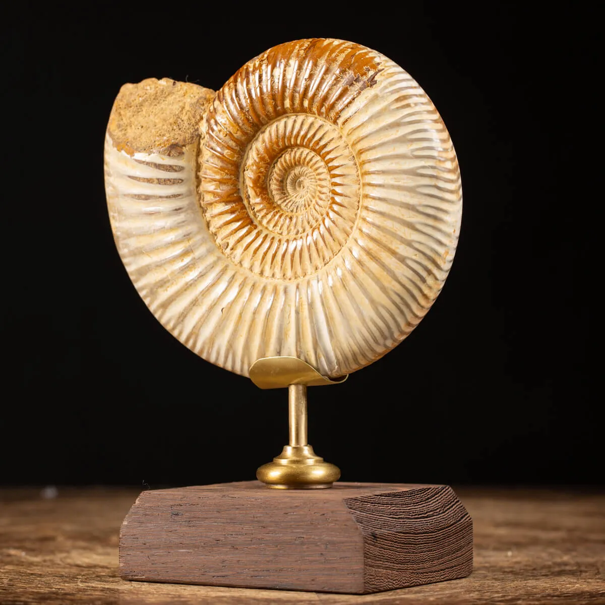 Ammonite Douvilleiceras