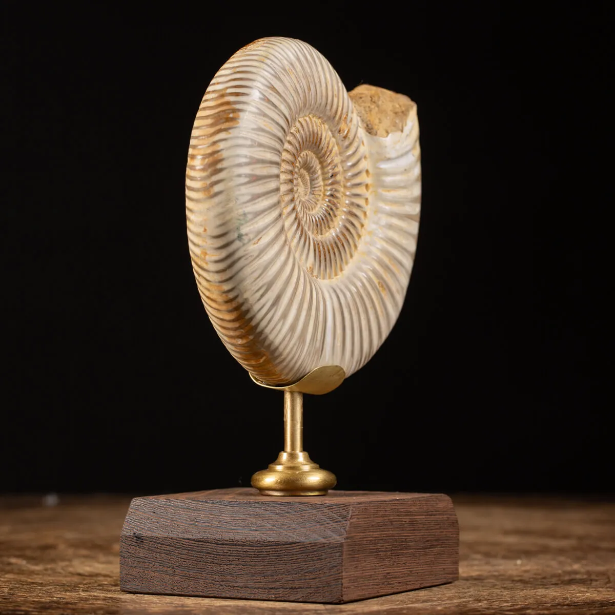 Ammonite Douvilleiceras