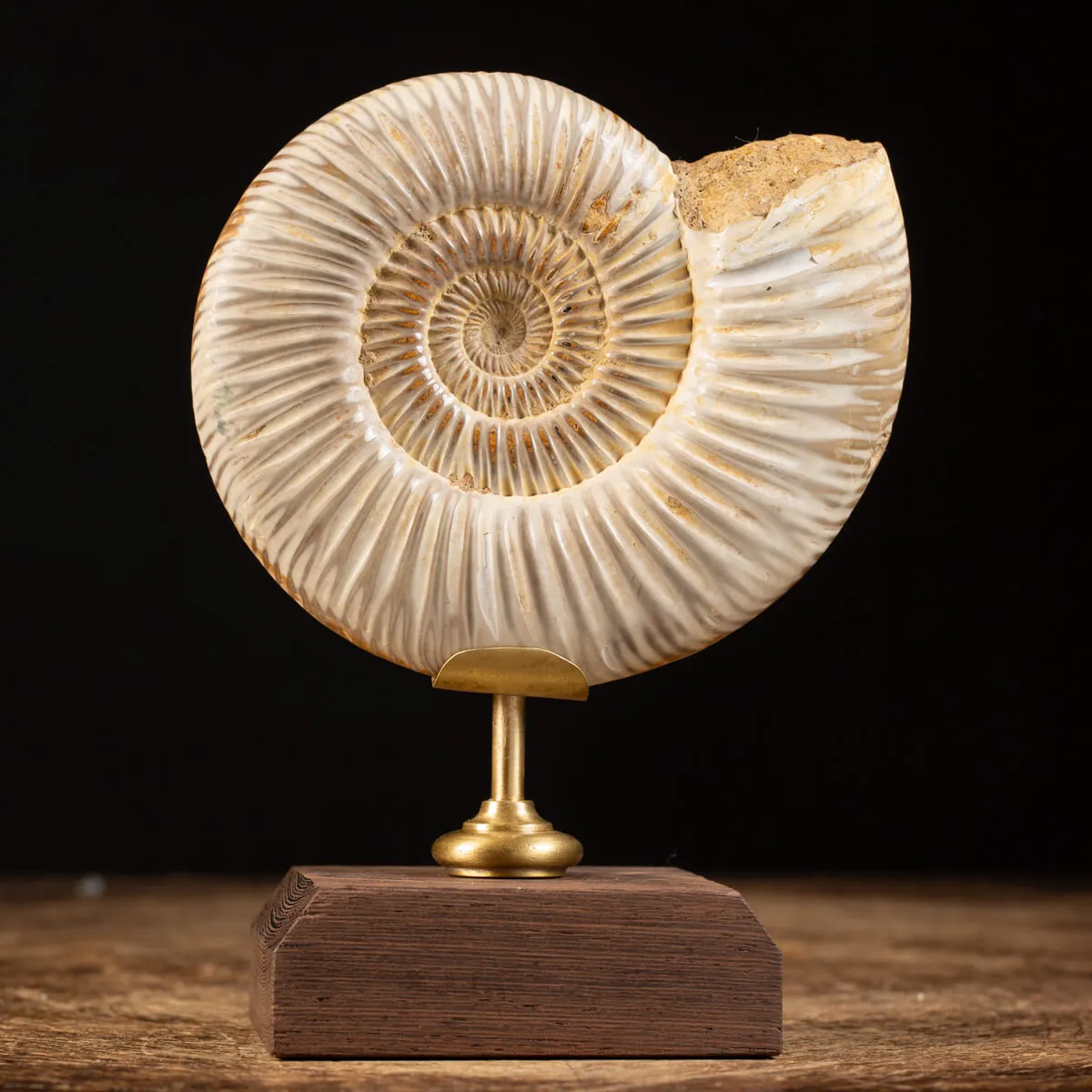 Ammonite Douvilleiceras