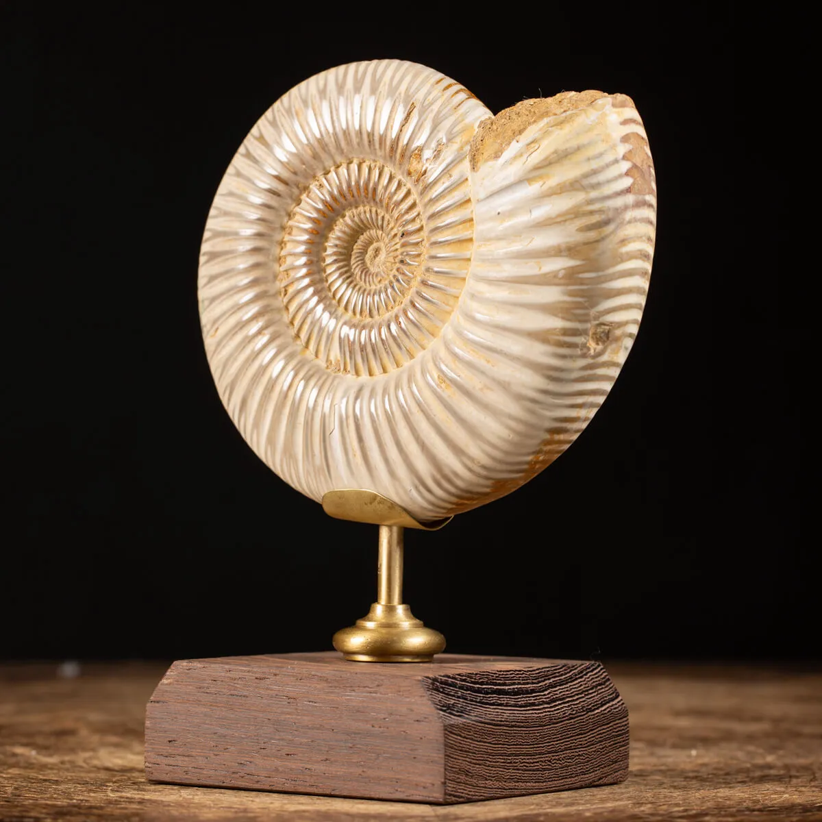 Ammonite Douvilleiceras