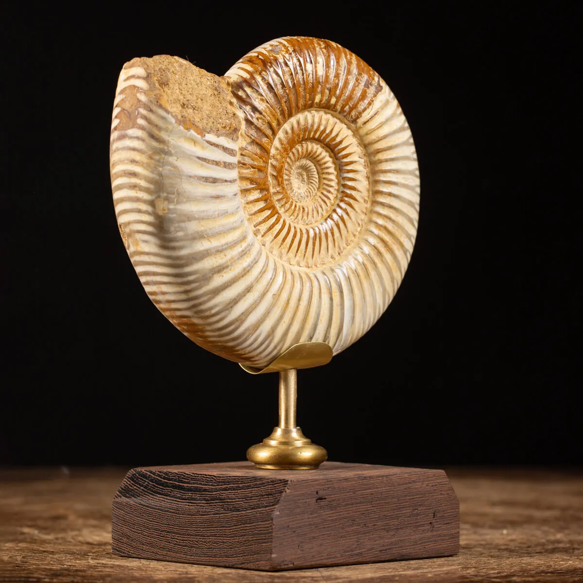 Ammonite Douvilleiceras