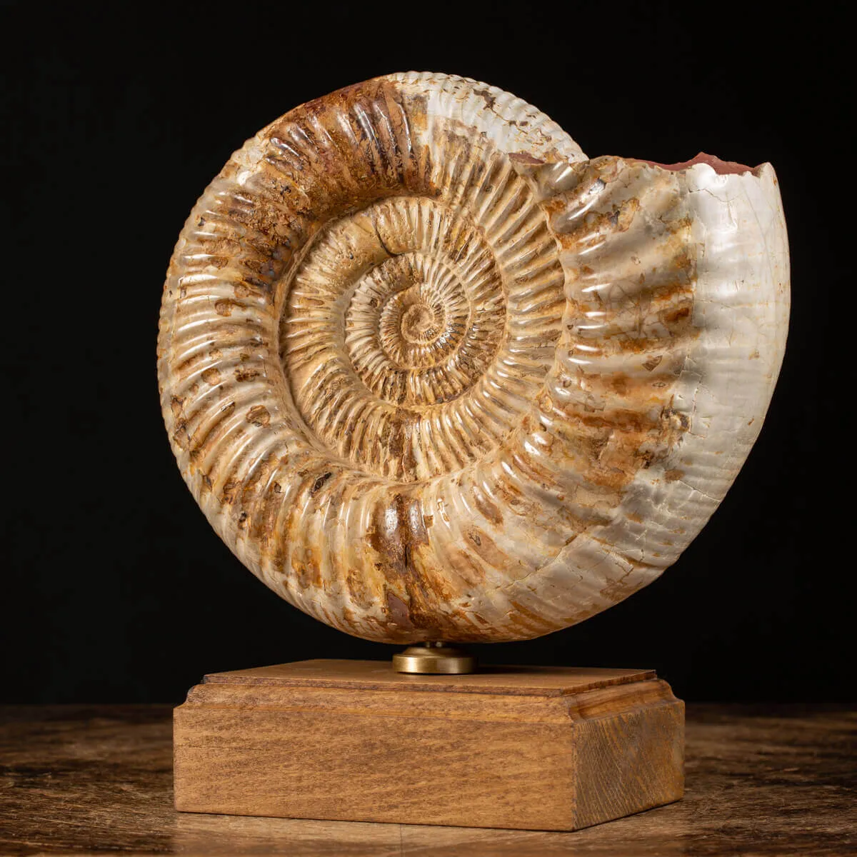 Ammonite Perisphinctes montata su Base in Legno