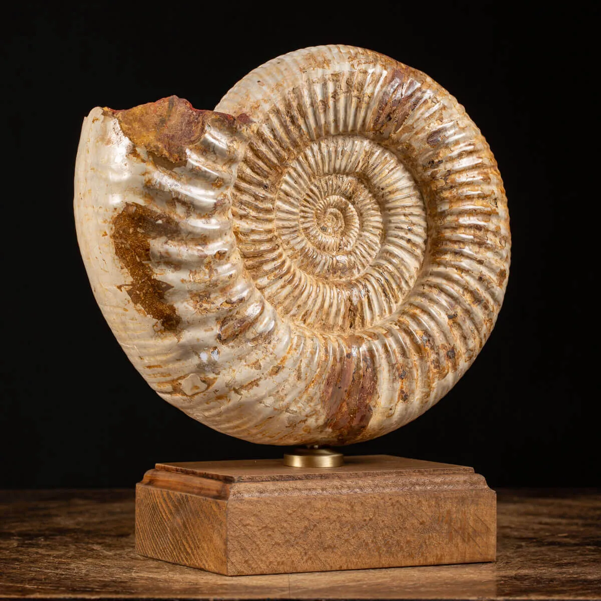 Ammonite Perisphinctes montata su Base in Legno