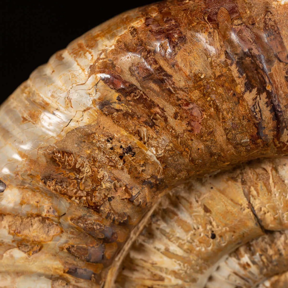 Ammonite Perisphinctes montata su Base in Legno