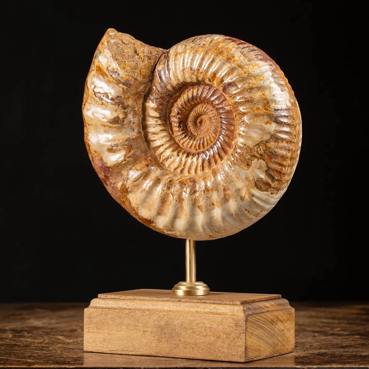 Ammonite Douvilleiceras