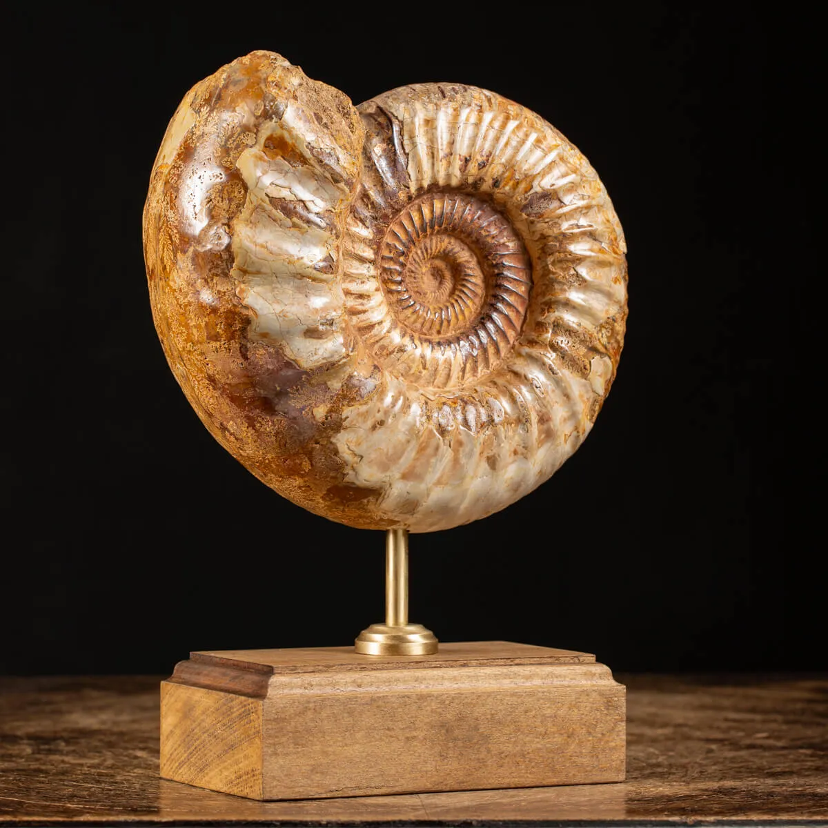 Ammonite Douvilleiceras