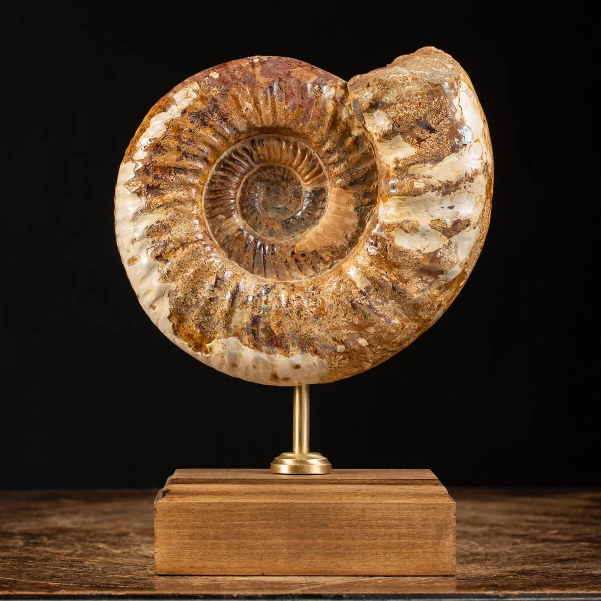 Ammonite Douvilleiceras