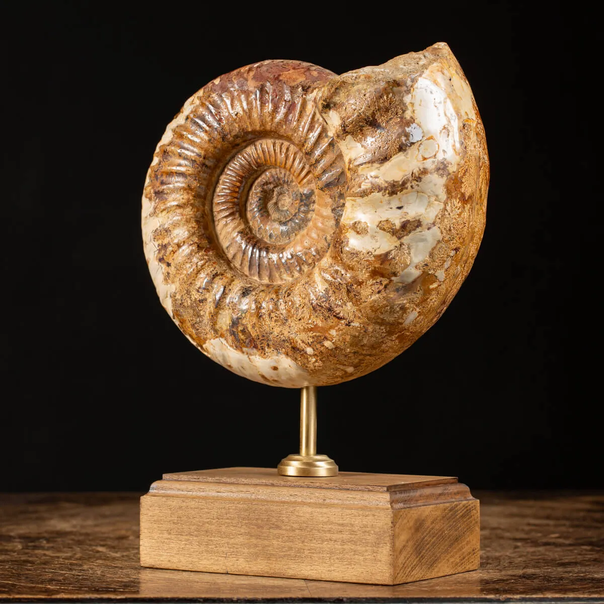 Ammonite Douvilleiceras