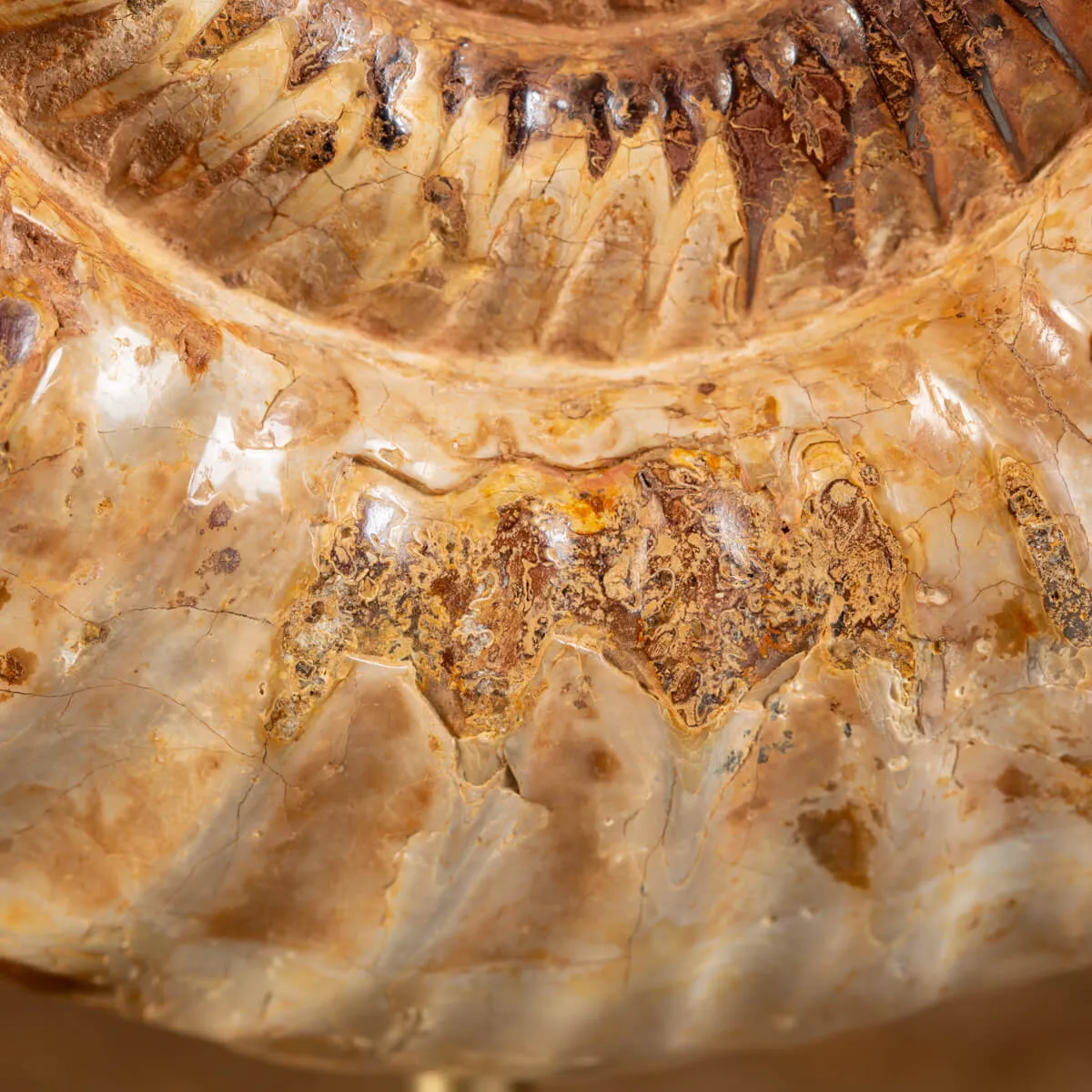 Ammonite Douvilleiceras