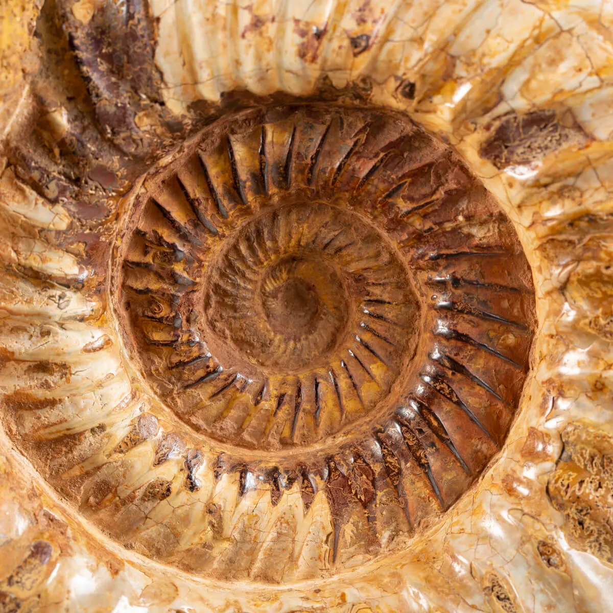 Ammonite Douvilleiceras