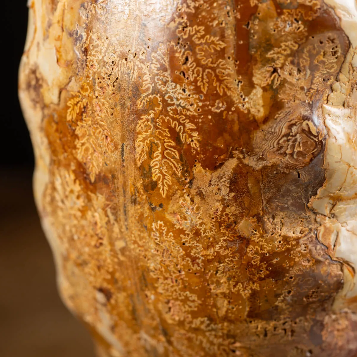Ammonite Douvilleiceras