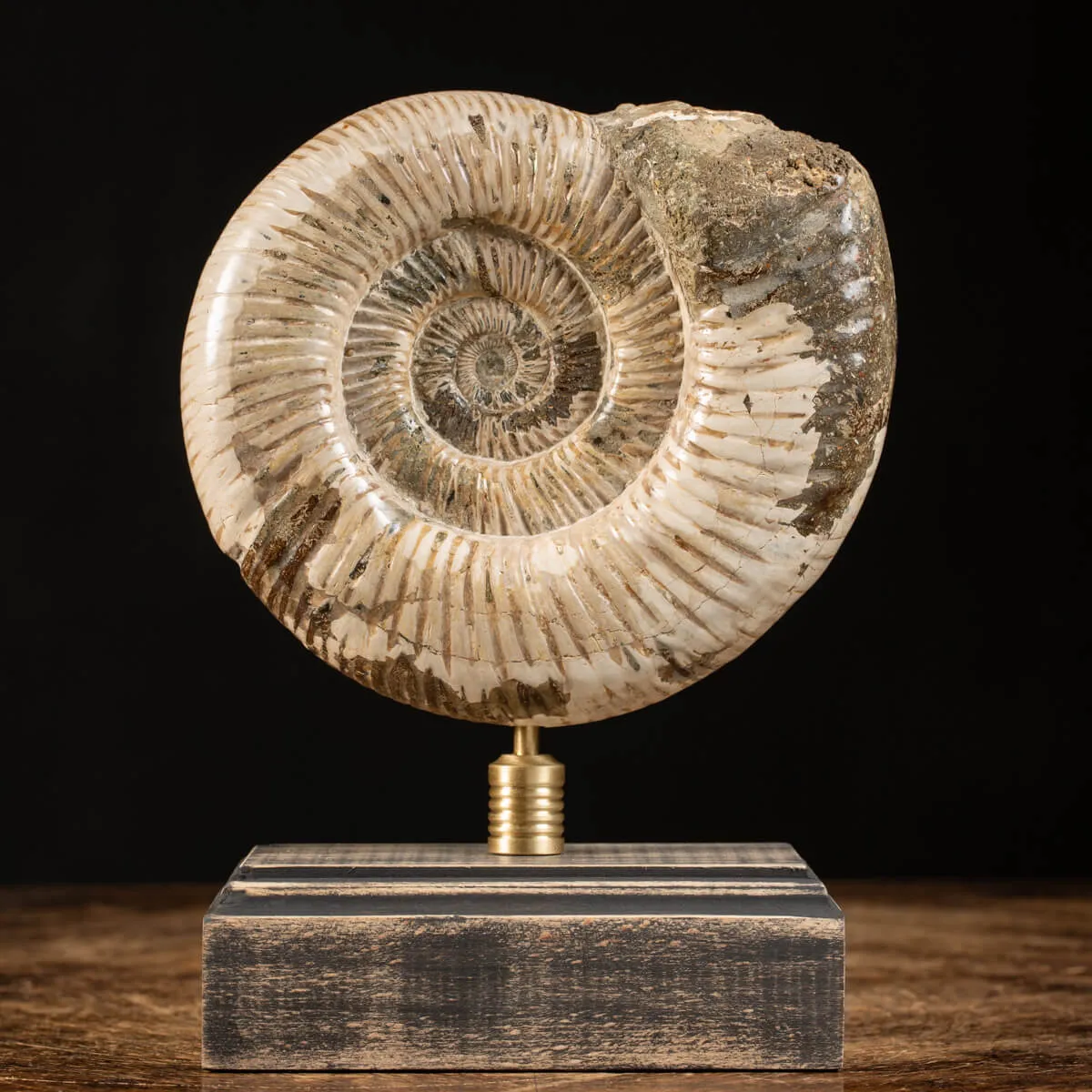 Ammonite Douvilleiceras
