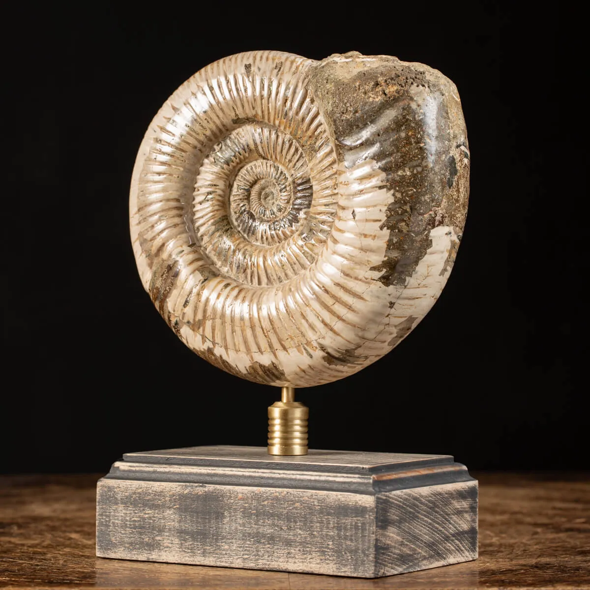 Ammonite Douvilleiceras