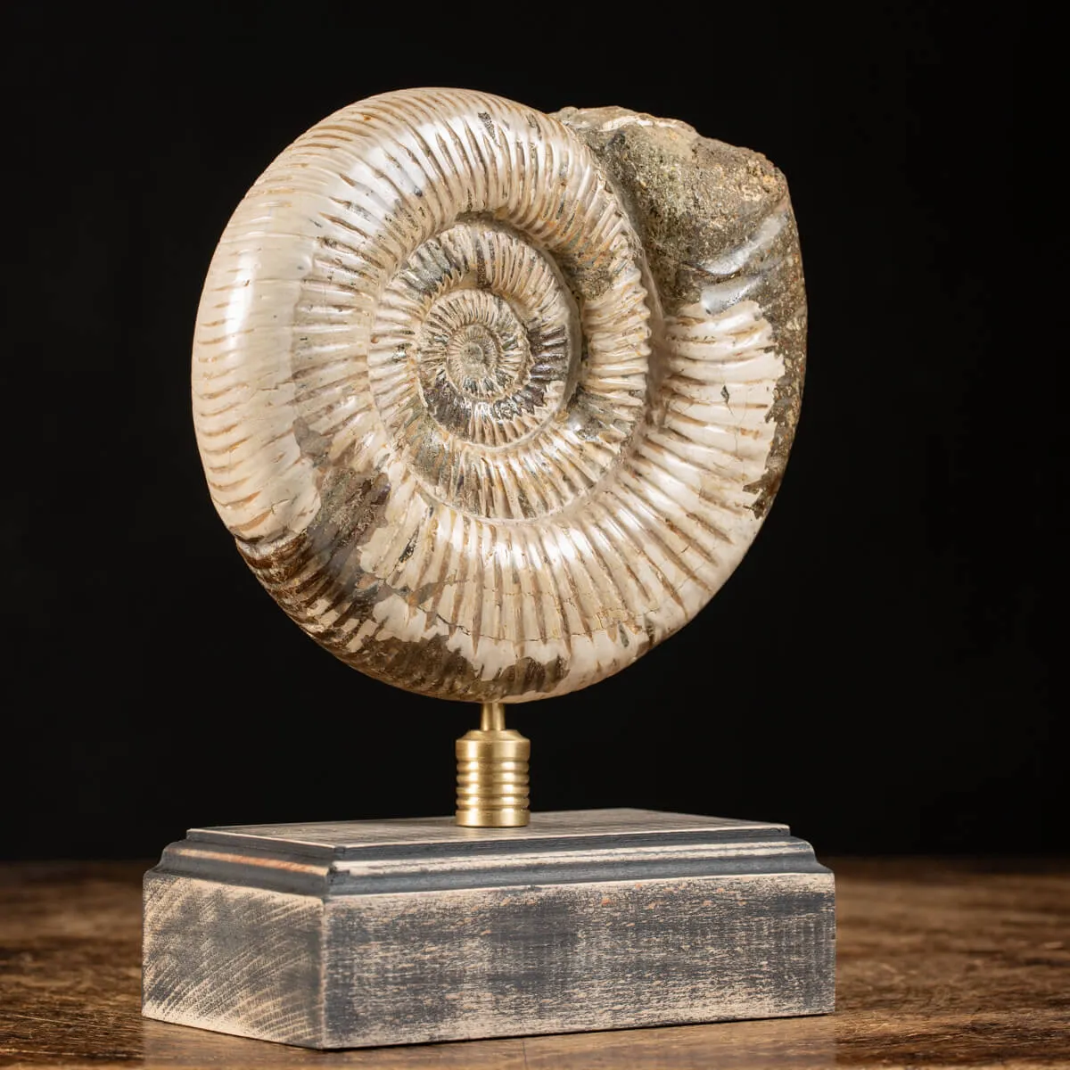 Ammonite Douvilleiceras