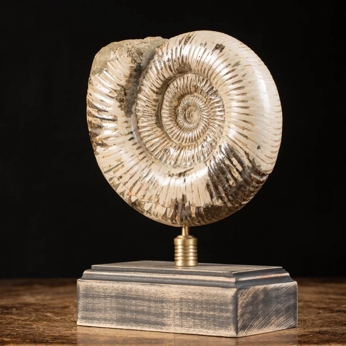 Ammonite Douvilleiceras