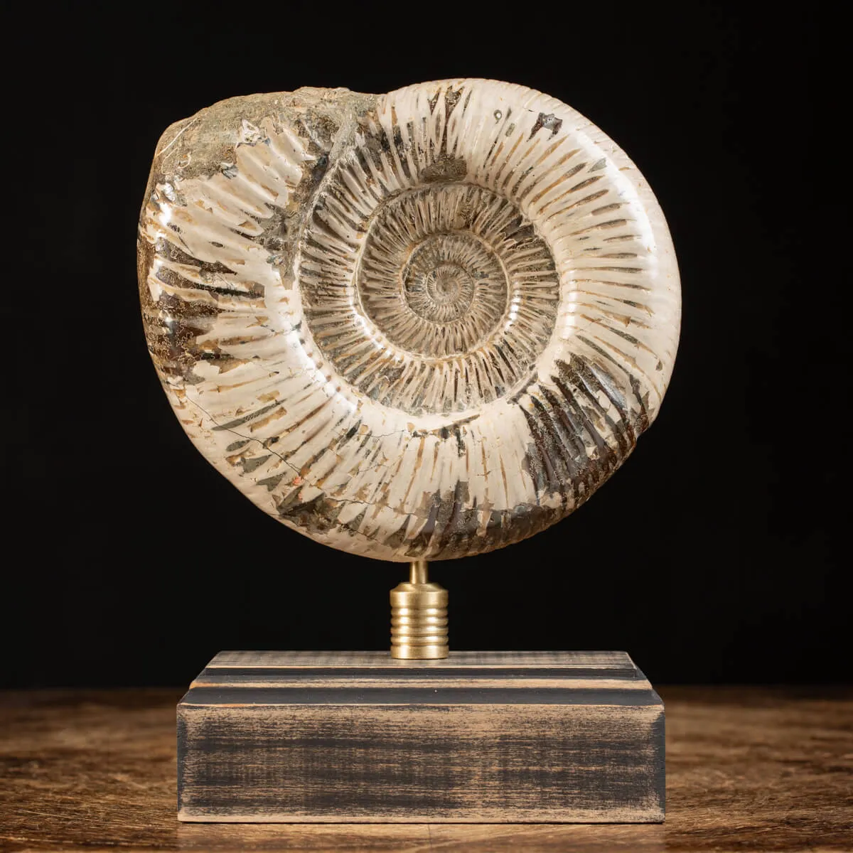 Ammonite Douvilleiceras