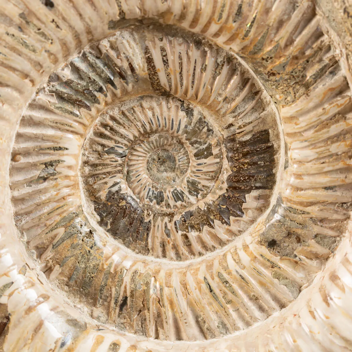 Ammonite Douvilleiceras