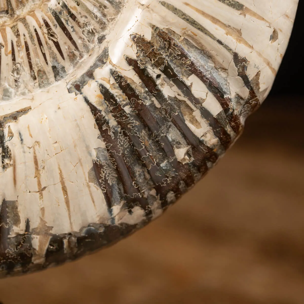 Ammonite Douvilleiceras