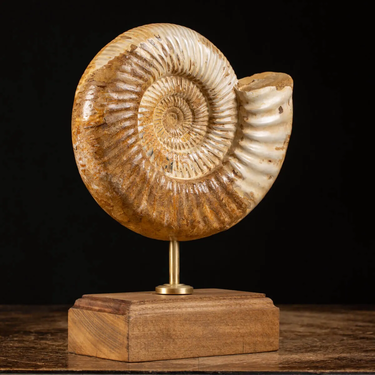 Ammonite Douvilleiceras su base