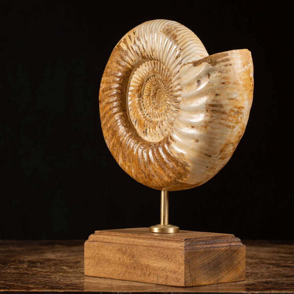 Ammonite Douvilleiceras su base