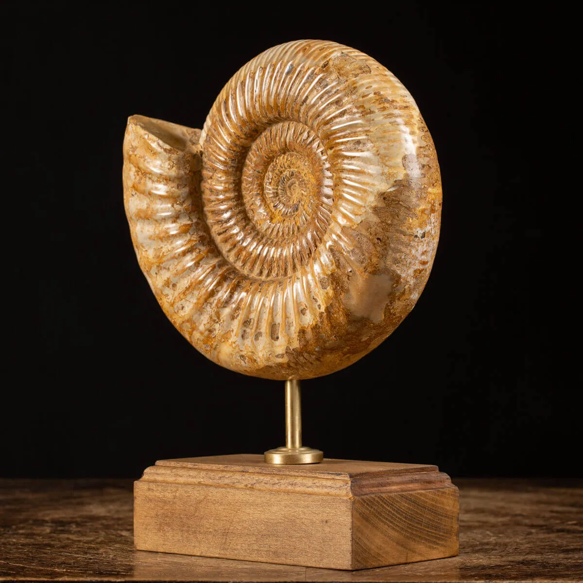Ammonite Douvilleiceras su base