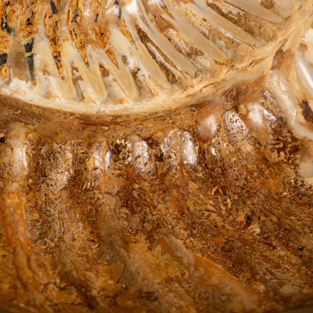 Ammonite Douvilleiceras su base