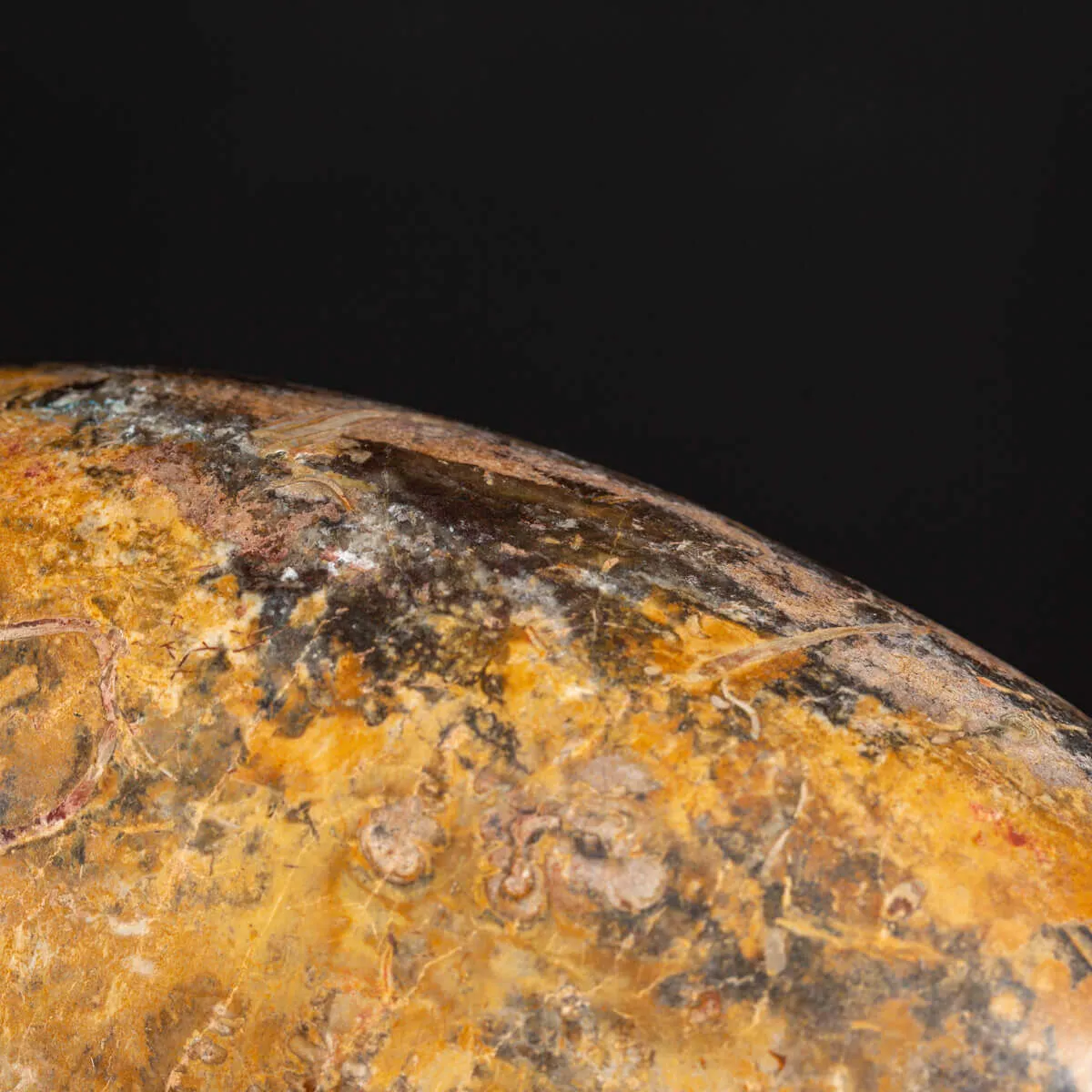 Ammonite Pachylytoceras Dilucidum su elegante base