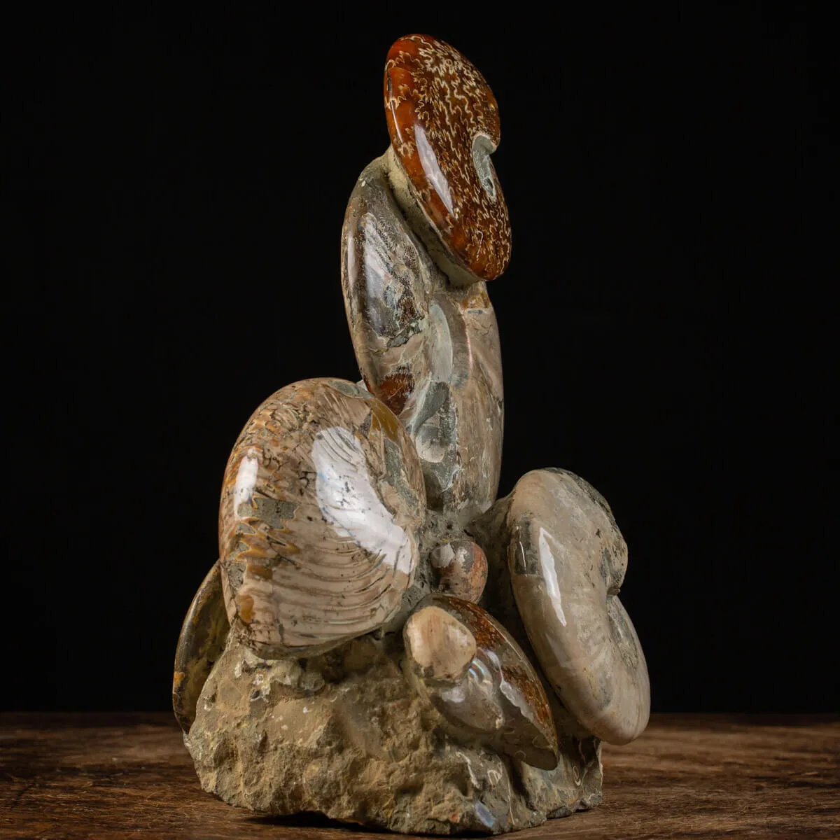 Gruppo Ammonite Cleoniceras