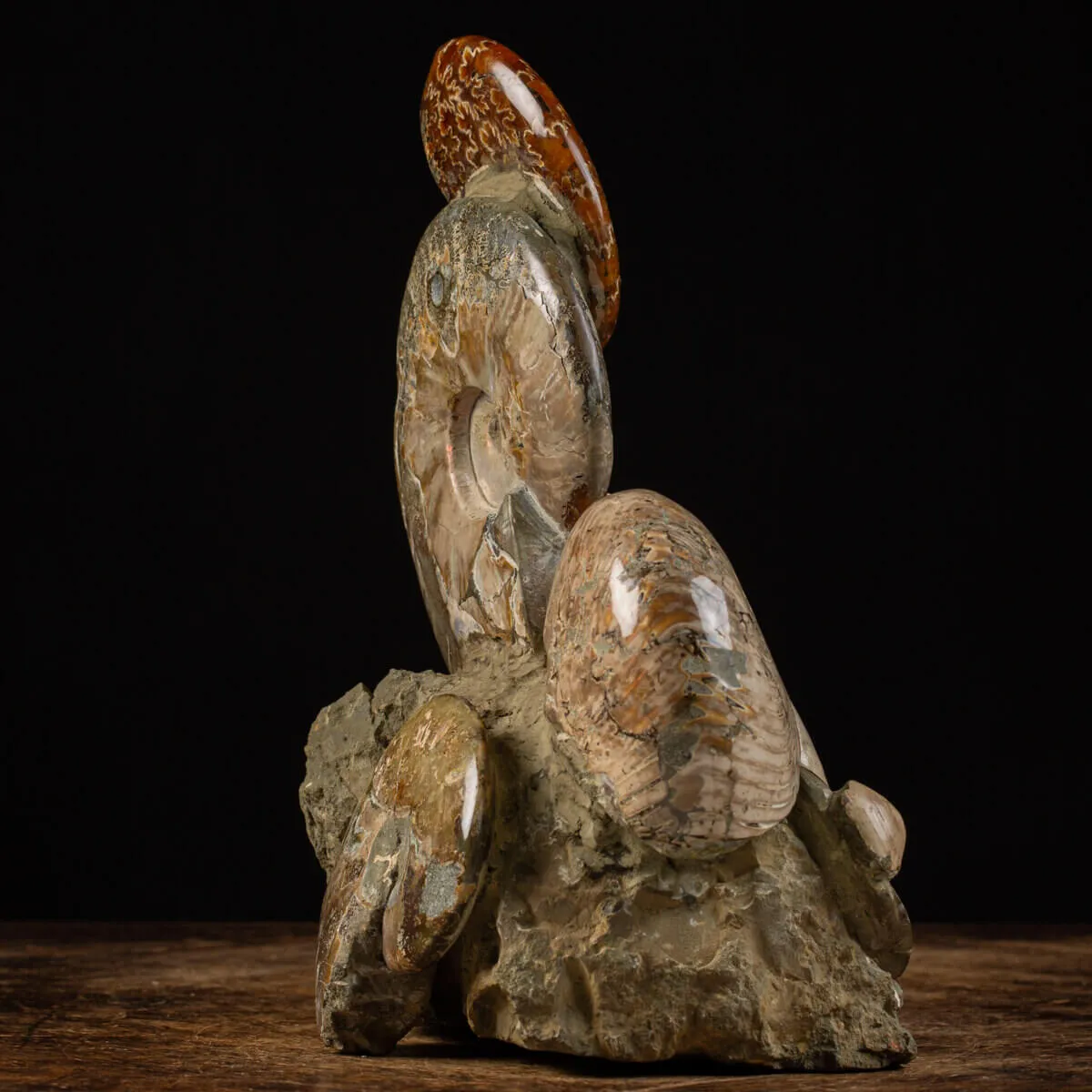Gruppo Ammonite Cleoniceras