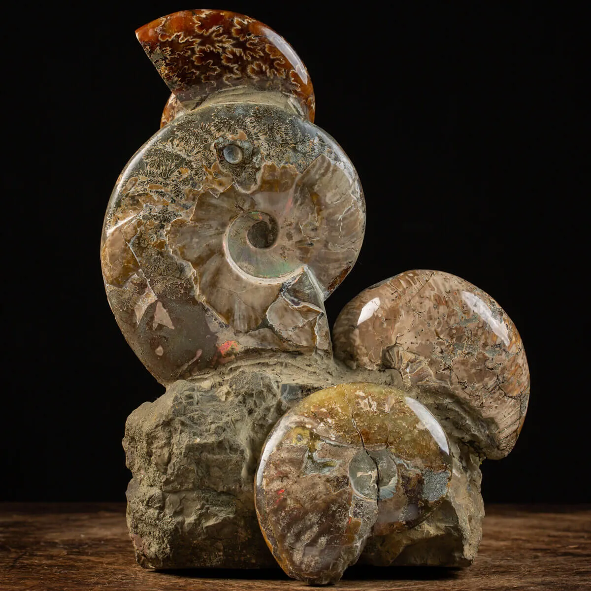 Gruppo Ammonite Cleoniceras