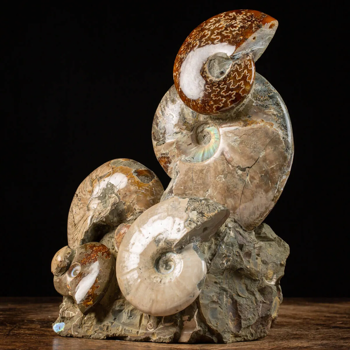 Gruppo Ammonite Cleoniceras