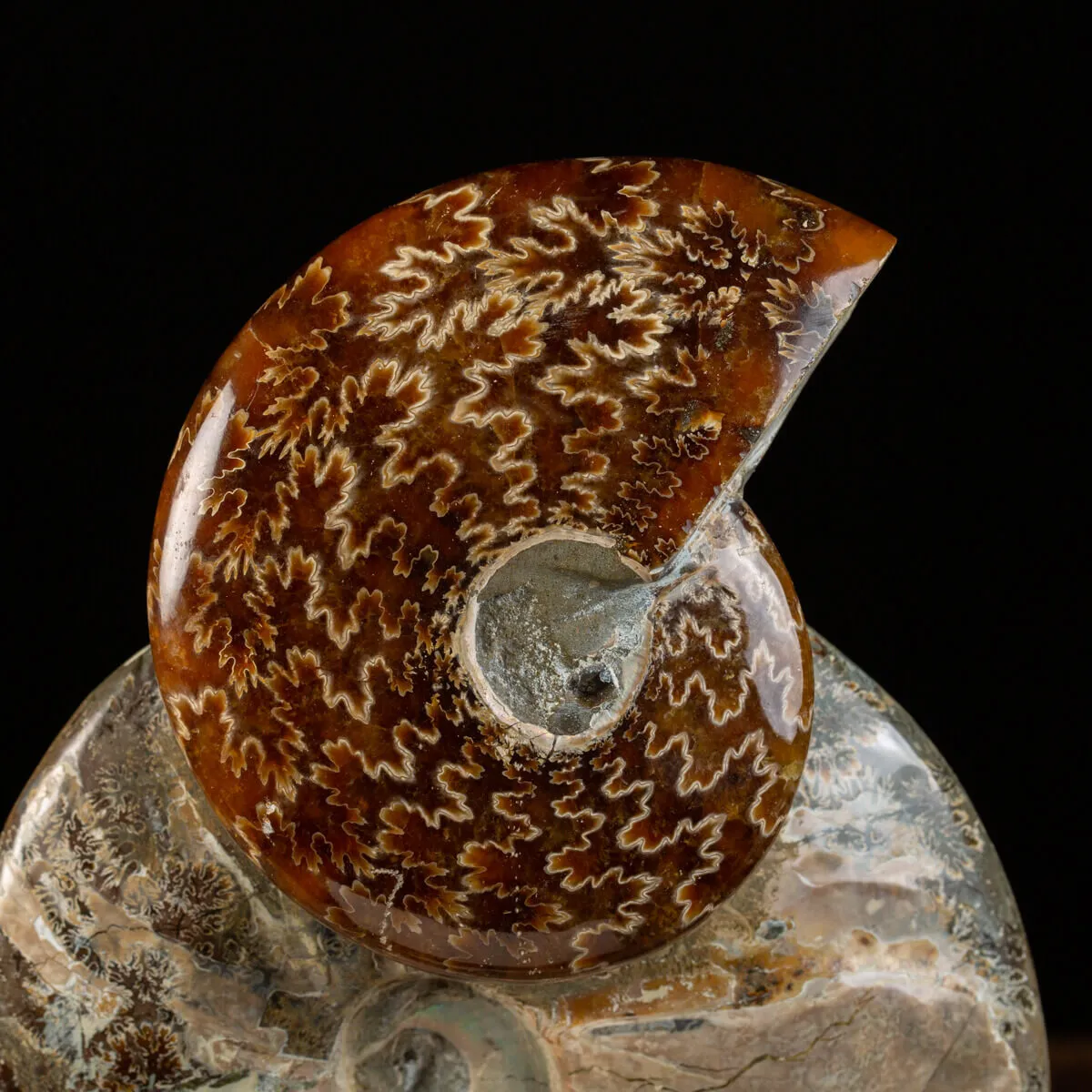 Gruppo Ammonite Cleoniceras