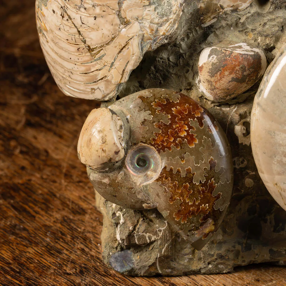 Gruppo Ammonite Cleoniceras
