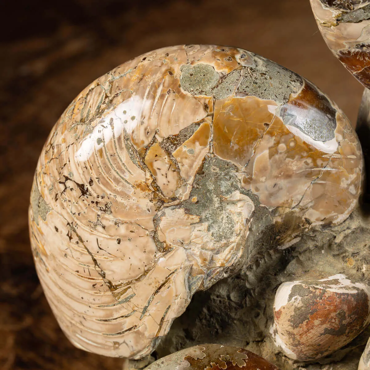 Gruppo Ammonite Cleoniceras