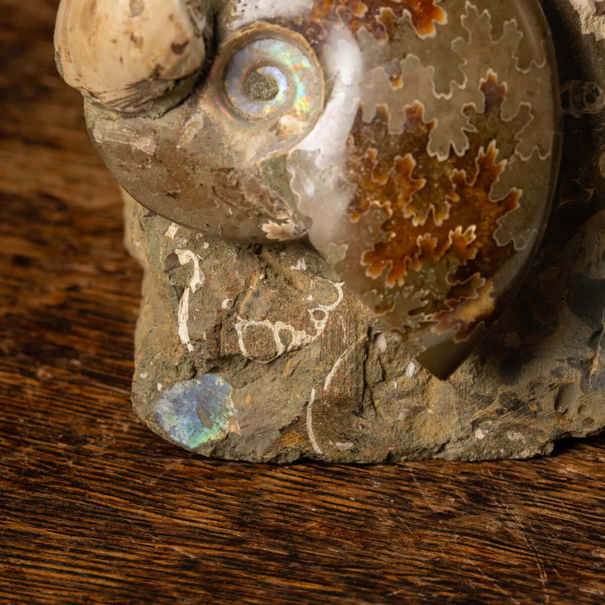 Gruppo Ammonite Cleoniceras