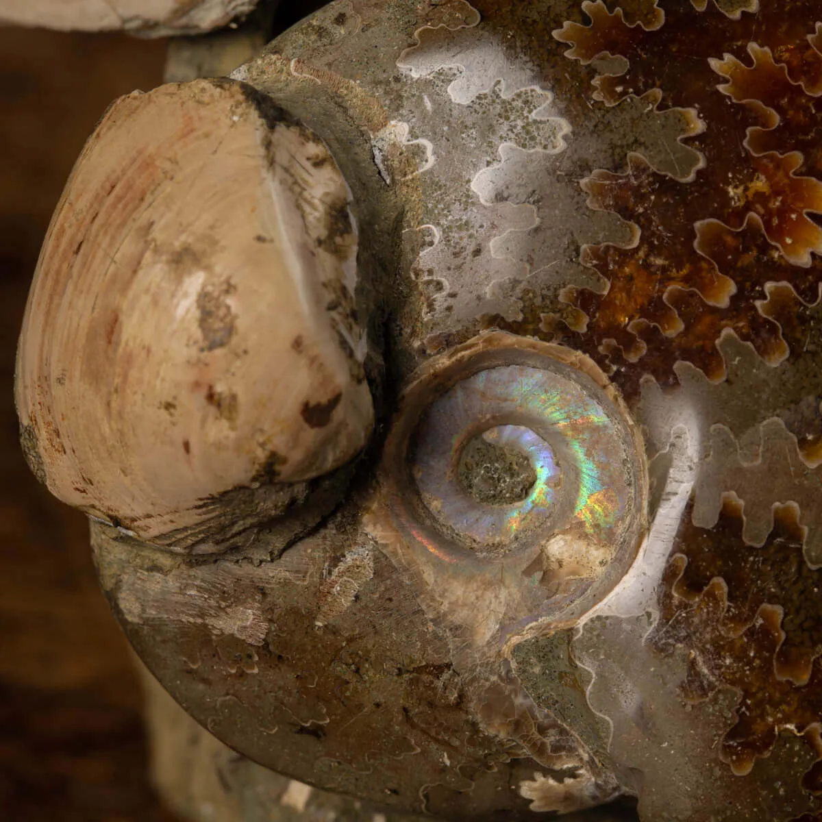 Gruppo Ammonite Cleoniceras