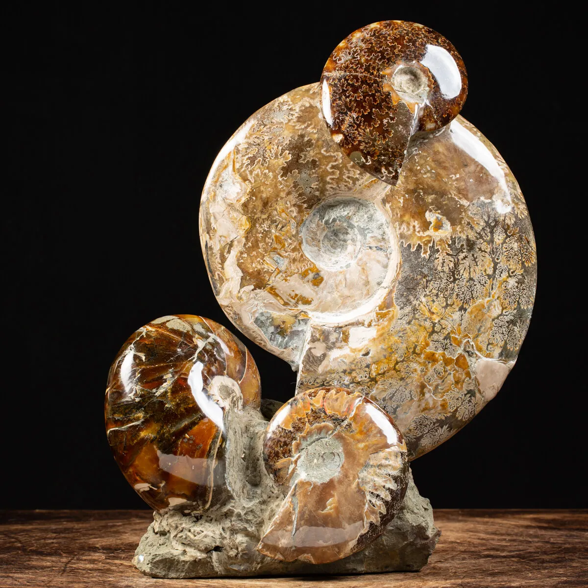 Gruppo di Ammoniti Cleoniceras e Nautilus