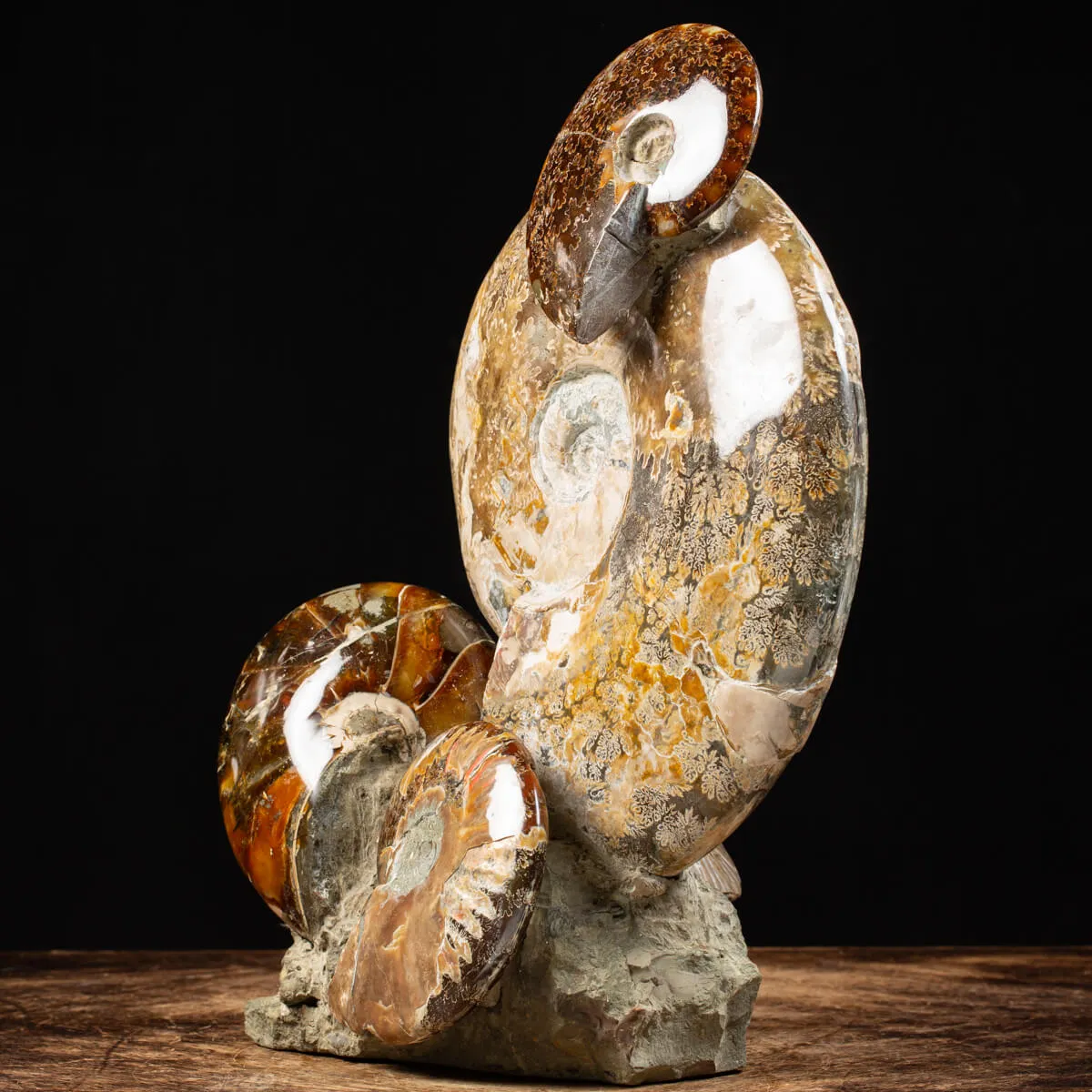 Gruppo di Ammoniti Cleoniceras e Nautilus