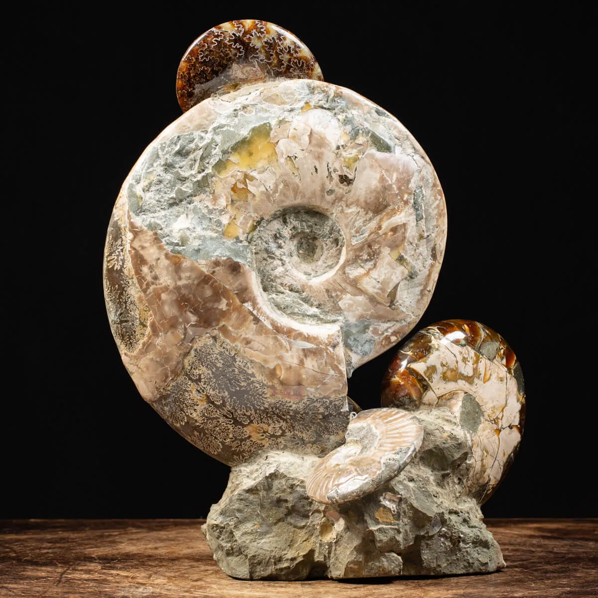 Gruppo di Ammoniti Cleoniceras e Nautilus