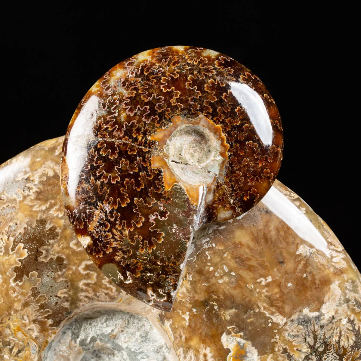 Gruppo di Ammoniti Cleoniceras e Nautilus
