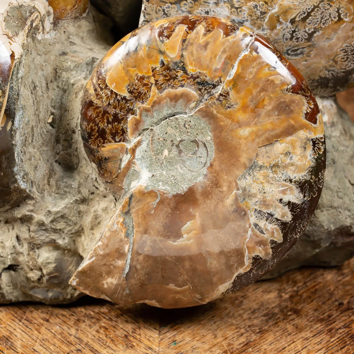 Gruppo di Ammoniti Cleoniceras e Nautilus