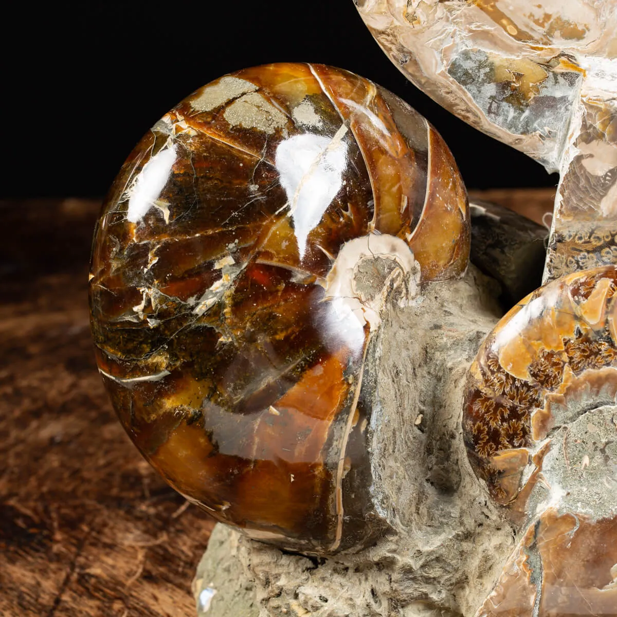 Gruppo di Ammoniti Cleoniceras e Nautilus